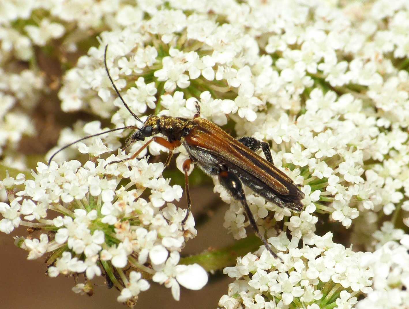 Maschio di Oedemera podagrariae?